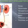 Рисунок Мочевыделительной Системы