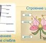 Строение стебля рисунок