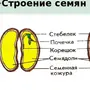 Семена ели рисунок