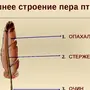 Строение пера птицы рисунок