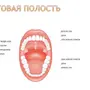 Ротовая полость рисунок