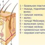 Сальная железа на рисунке