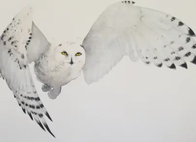 Белая сова рисунок