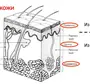 Строение кожи рисунок