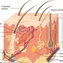 Строение кожи рисунок
