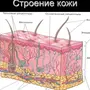 Строение кожи рисунок