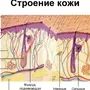 Строение кожи рисунок