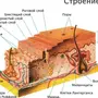 Строение Кожи Рисунок