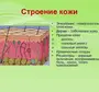 Строение Кожи Рисунок