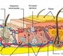 Строение кожи рисунок