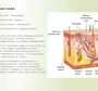 Строение кожи рисунок