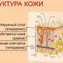 Строение кожи рисунок