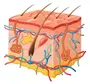 Строение кожи рисунок