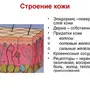 Строение кожи рисунок