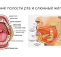 Слюнная железа где находится у человека рисунок