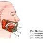 Слюнная железа где находится у человека рисунок