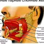 Слюнная железа где находится у человека рисунок