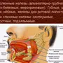 Слюнная железа где находится у человека рисунок