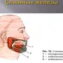 Слюнная железа где находится у человека рисунок