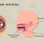 Категория Анатомия