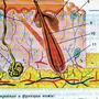 Строение кожи рисунок 8 класс