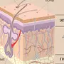 Строение Кожи Рисунок 8 Класс