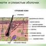 Строение кожи рисунок 8 класс