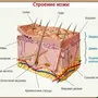 Строение Кожи Рисунок 8 Класс