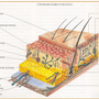 Строение Кожи Рисунок 8 Класс