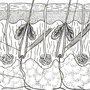 Строение кожи рисунок 8 класс