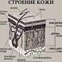 Строение кожи рисунок 8 класс