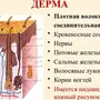 Строение кожи рисунок 8 класс