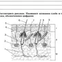 Строение кожи рисунок 8 класс