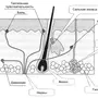 Строение кожи рисунок 8 класс