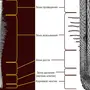 Строение корня рисунок