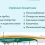 Строение ланцетника рисунок