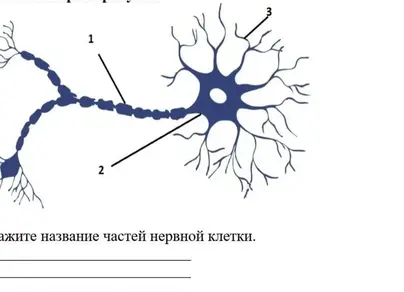 Строение нейрона рисунок