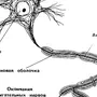 Строение нейрона рисунок