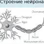 Строение Нейрона Рисунок