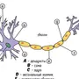 Строение нейрона рисунок