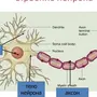 Строение нейрона рисунок