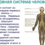 Нервная система рисунок