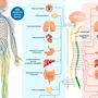 Нервная система рисунок