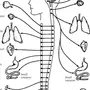 Нервная Система Рисунок