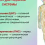 Нервная система рисунок