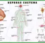 Нервная система рисунок