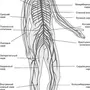 Нервная система рисунок