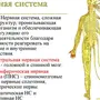 Нервная Система Рисунок