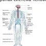 Нервная Система Рисунок