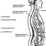 Нервная система рисунок